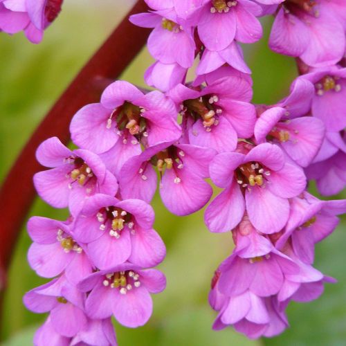 BERGENIA